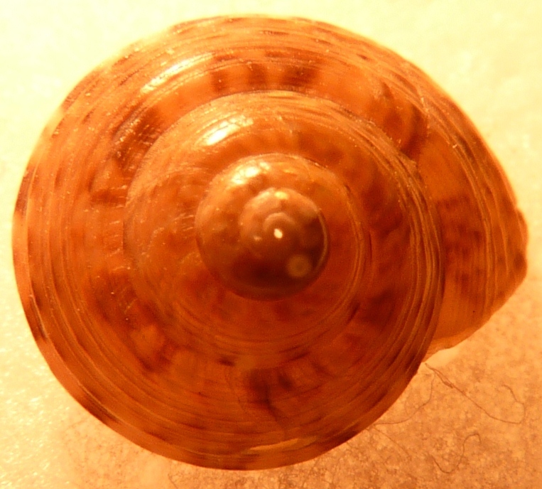 Tronchidae Gibbula ?